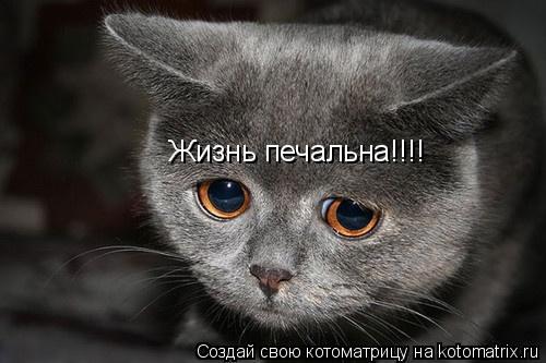 Жизнь печальна!!!!... Котоматрица: Жизнь печальна!!!!