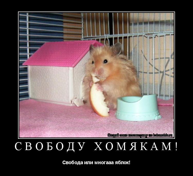 Котоматрица: Свободу хомякам! Свобода или многааа яблок!
