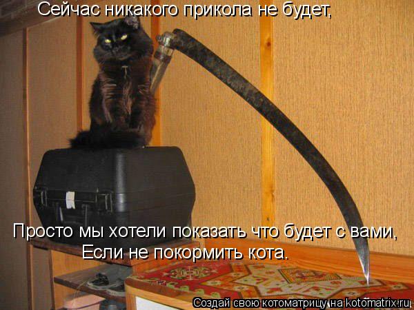 Сейчас никакого прикола не будет, Просто мы хотели показать что будет с вами, Если не покормить кота.... Котоматрица: Сейчас никакого прикола не будет, Просто мы хотели показать что будет с вами, Если не покормить кота.