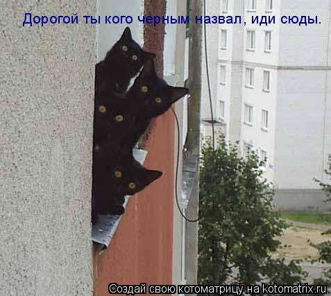 Дорогой ты кого черным назвал, иди сюды.... Котоматрица: Дорогой ты кого черным назвал, иди сюды.