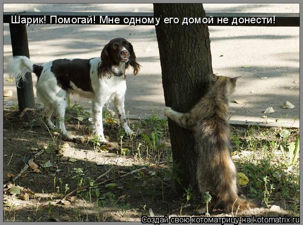Котоматрица: Шарик! Помогай! Мне одному его домой не донести!