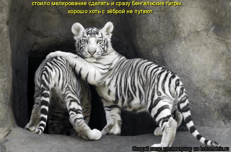стоило мелирование сделать и сразу бенгальские тигры, ... Котоматрица: стоило мелирование сделать и сразу бенгальские тигры, хорошо хоть с зёброй