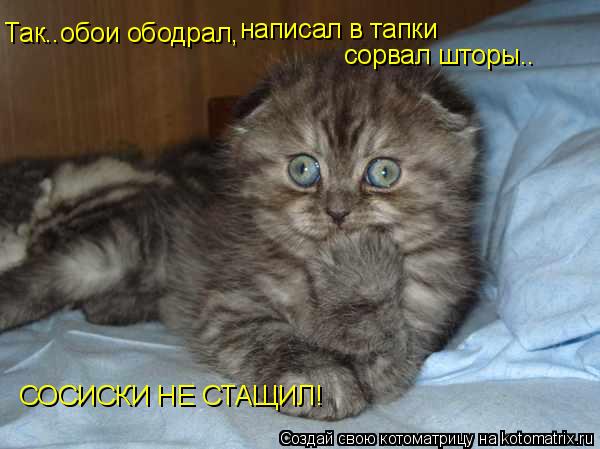 Так..обои ободрал, написал в тапки сорвал шторы.. СОСИСКИ НЕ СТАЩИЛ!... Котоматрица: Так..обои ободрал, написал в тапки сорвал шторы.. СОСИСКИ НЕ СТАЩИЛ!