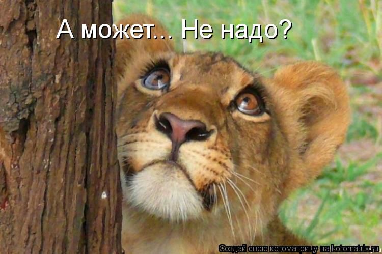 А может... Не надо?... Котоматрица: А может... Не надо?