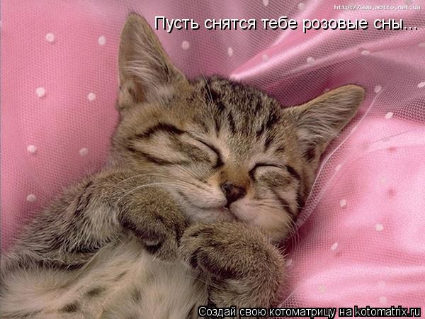 Пусть снятся тебе розовые сны...... Котоматрица: Пусть снятся тебе розовые сны...