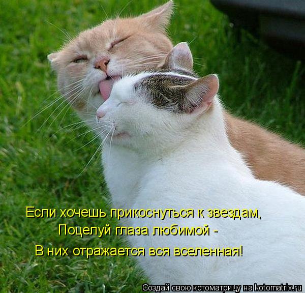 Если хочешь прикоснуться к звездам, Поцелуй глаза любимой - В них отражается вся вселенная!... Котоматрица: Если хочешь прикоснуться к звездам, Поцелуй глаза любимой - В них отражается вся вселенная!