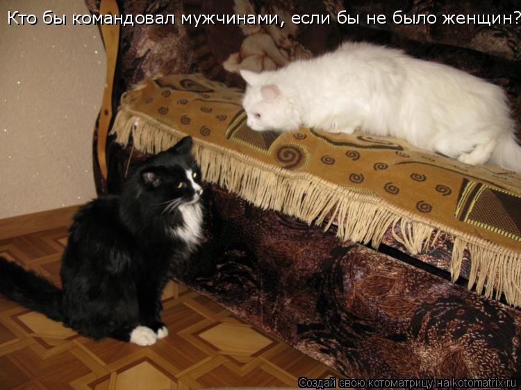 Кто бы командовал мужчинами, если бы не было женщин?... Котоматрица: Кто бы командовал мужчинами, если бы не было женщин?