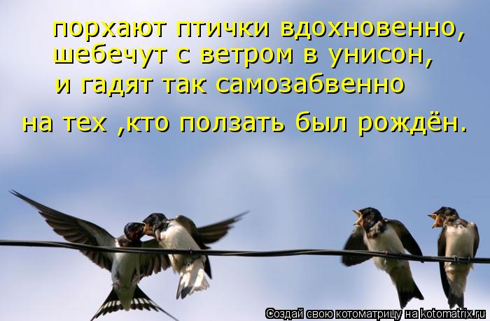 порхают птички вдохновенно, шебечут с ветром в унисон, и гадят так самозабвенно на тех ,кто ползать б... Котоматрица: порхают птички вдохновенно, шебечут с ветром в унисон, и гадят так самозабвенно на тех ,кто ползать был рождён.