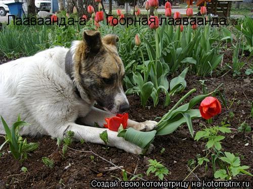 Лааваанда-а Гоорная лааваанда...... Котоматрица: Лааваанда-а Гоорная лааваанда...