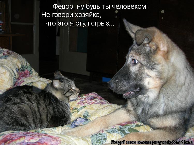 Федор, ну будь ты человеком! Не говори хозяйке, что это я стул сгрыз...... Котоматрица: Федор, ну будь ты человеком! Не говори хозяйке, что это я стул сгрыз...