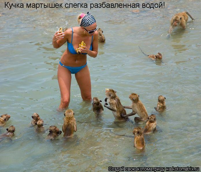 Кучка мартышек слегка разбавленная водой!... Котоматрица: Кучка мартышек слегка разбавленная водой!
