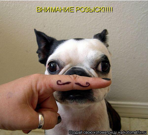 Котоматрица: ВНИМАНИЕ РОЗЫСК!!!!!