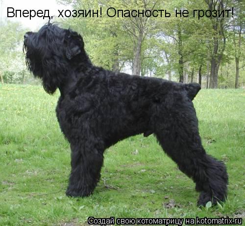 Вперед, хозяин! Опасность не грозит!... Котоматрица: Вперед, хозяин! Опасность не грозит!