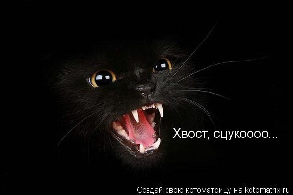 Хвост, сцукоооо...... Котоматрица: Хвост, сцукоооо...