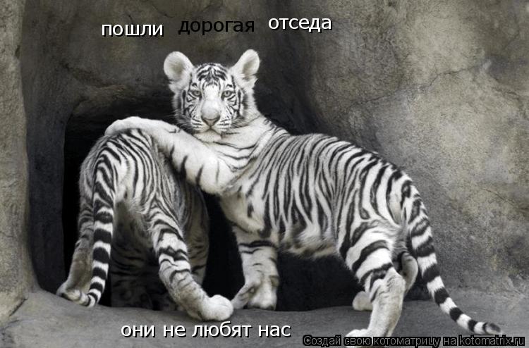пошли дорогая отседа они не любят нас... Котоматрица: пошли дорогая отседа они не любят нас