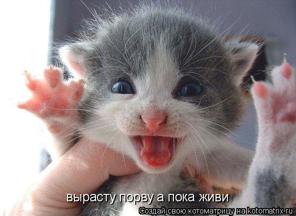 вырасту порву а пока живи... Котоматрица: вырасту порву а пока живи