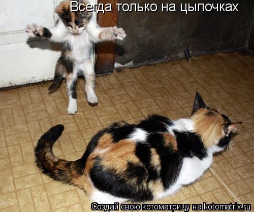 Всегда только на цыпочках... Котоматрица: Всегда только на цыпочках