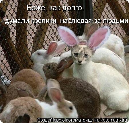 Котоматрица: «Боже, как долго!»  - думали кролики, наблюдая за людьми .