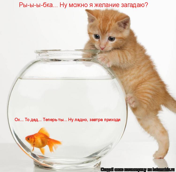 Ры-ы-ы-бка... Ну можно я желание загадаю? Ох... То дед... Теперь ты... Ну ладно, завтра приходи... Котоматрица: Ры-ы-ы-бка... Ну можно я желание загадаю? Ох... То дед... Теперь ты... Ну ладно, завтра приходи