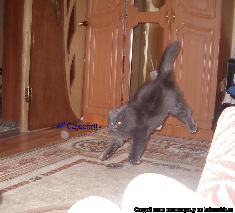 А!! Сдувает!! -... Котоматрица: А!! Сдувает!! -