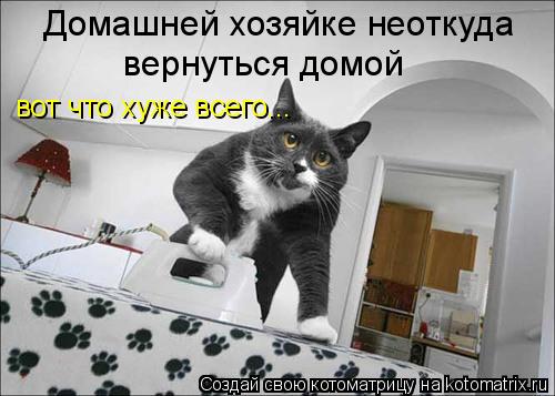 Котоматрица: Домашней хозяйке неоткуда  вернуться домой вот что хуже всего...