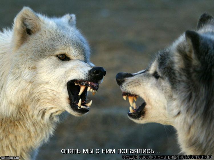 опять мы с ним полаялись...... Котоматрица: опять мы с ним полаялись...