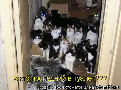 А кто последний в туалет???... Котоматрица: А кто последний в туалет???