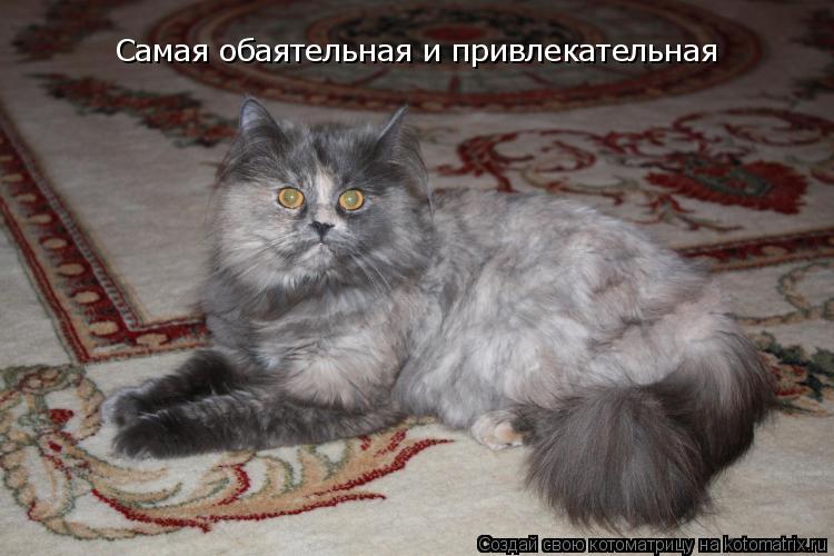 Котоматрица: Самая обаятельная и привлекательная