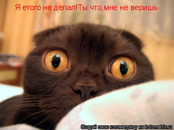 Я етого не делал!Ты что,мне не веришь... Котоматрица: Я етого не делал!Ты что,мне не веришь
