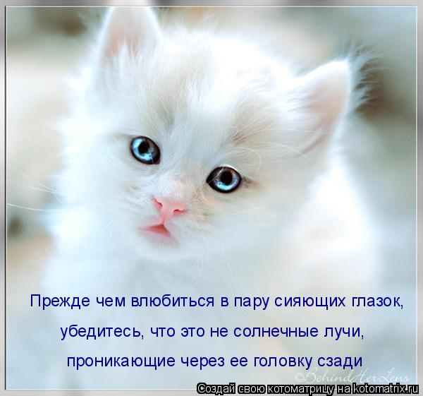 Прежде чем влюбиться в пару сияющих глазок, убедитесь, что это не солнечные лучи, проникающие через ... Котоматрица: Прежде чем влюбиться в пару сияющих глазок, убедитесь, что это не солнечные лучи, проникающие через ее головку сзади
