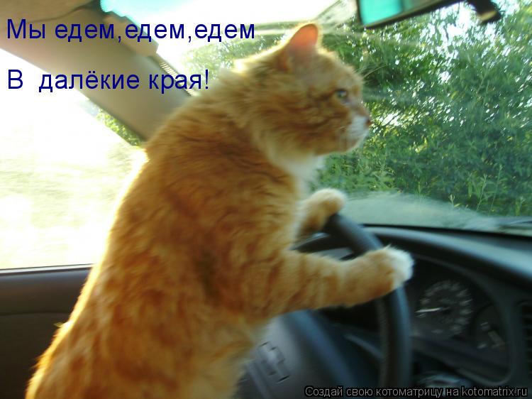 Котоматрица: Мы едем,едем,едем В  далёкие края!