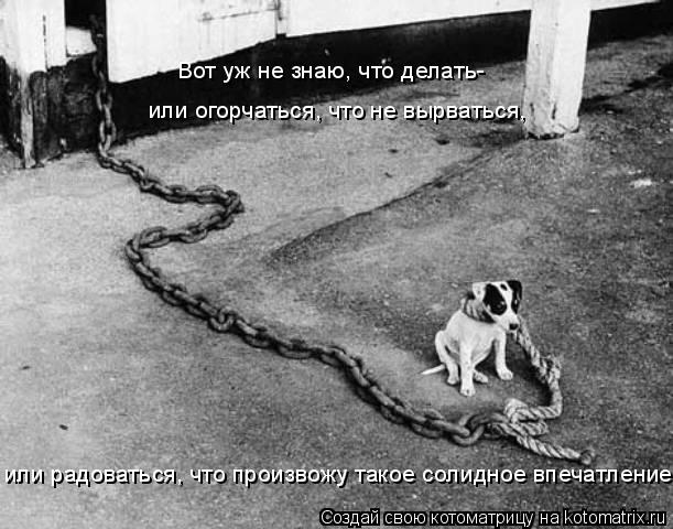 Вот уж не знаю, что делать- или радоваться, что произвожу такое солидное впечатление.. или огорчаться... Котоматрица: Вот уж не знаю, что делать- или радоваться, что произвожу такое солидное впечатление.. или огорчаться, что не вырваться,