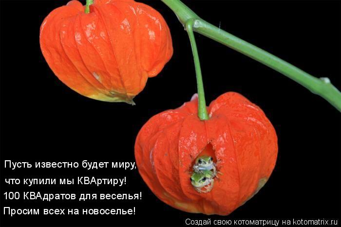 Пусть известно будет миру, что купили мы КВАртиру! 100 КВАдратов для веселья! Просим всех на новосель... Котоматрица: Пусть известно будет миру, что купили мы КВАртиру! 100 КВАдратов для веселья! Просим всех на новоселье!