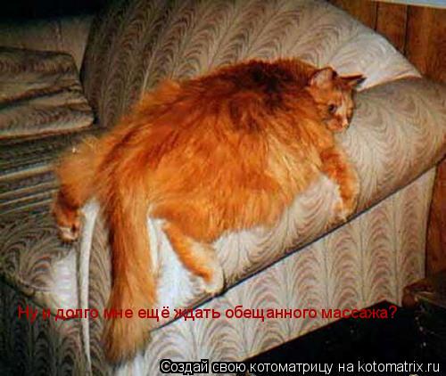 Котоматрица: Ну и долго мне ещё ждать обещанного массажа?