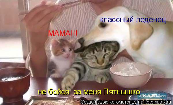 МАМА!!! не бойся за меня Пятнышко классный леденец... Котоматрица: МАМА!!! не бойся за меня Пятнышко классный леденец