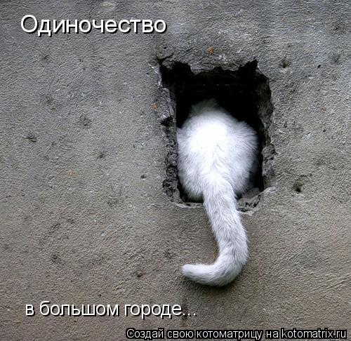 Одиночество в большом городе...... Котоматрица: Одиночество в большом городе...