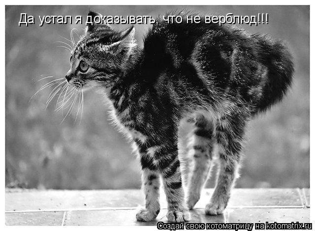 Да устал я доказывать, что не верблюд!!!... Котоматрица: Да устал я доказывать, что не верблюд!!!