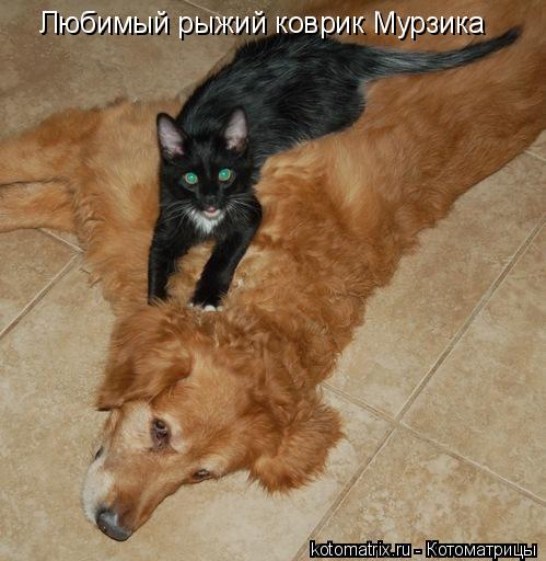 Любимый рыжий коврик Мурзика... Котоматрица: Любимый рыжий коврик Мурзика