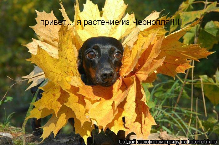 Котоматрица: привет.... я растение из Чернопля!!!!!