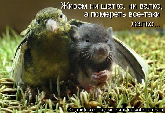 Живем ни шатко, ни валко, а помереть все-таки жалко...... Котоматрица: Живем ни шатко, ни валко, а помереть все-таки жалко...
