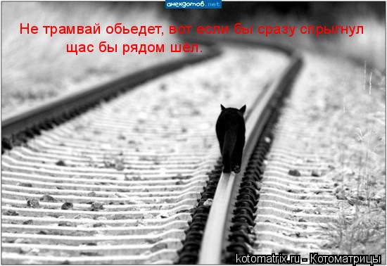 Не трамвай обьедет, вот если бы сразу спрыгнул щас бы рядом шёл.... Котоматрица: Не трамвай обьедет, вот если бы сразу спрыгнул щас бы рядом шёл.