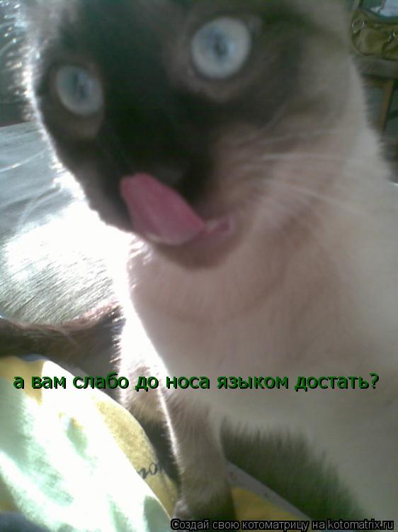 а вам слабо до носа языком достать?... Котоматрица: а вам слабо до носа языком достать?