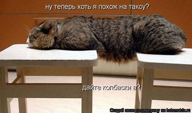 ну теперь хоть я похож на таксу? дайте колбаски а?... Котоматрица: ну теперь хоть я похож на таксу? дайте колбаски а?