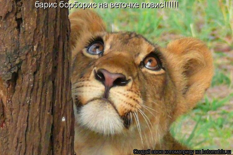 барис борборис на веточке повис!!!!!!... Котоматрица: барис борборис на веточке повис!!!!!!
