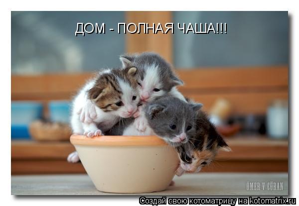 ДОМ - ПОЛНАЯ ЧАША!!!... Котоматрица: ДОМ - ПОЛНАЯ ЧАША!!!
