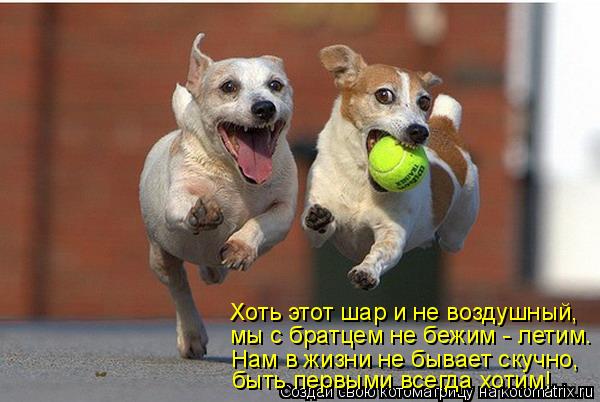 Котоматрица: Хоть этот шар и не воздушный, мы с братцем не бежим - летим. Нам в жизни не бывает скучно, быть первыми всегда хотим!