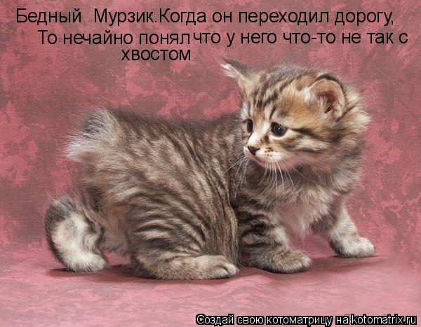 Бедный Мурзик.Когда он переходил дорогу, То нечайно понял что у него что-то не так с хвостом... Котоматрица: Бедный Мурзик.Когда он переходил дорогу, То нечайно понял что у него что-то не так с хвостом