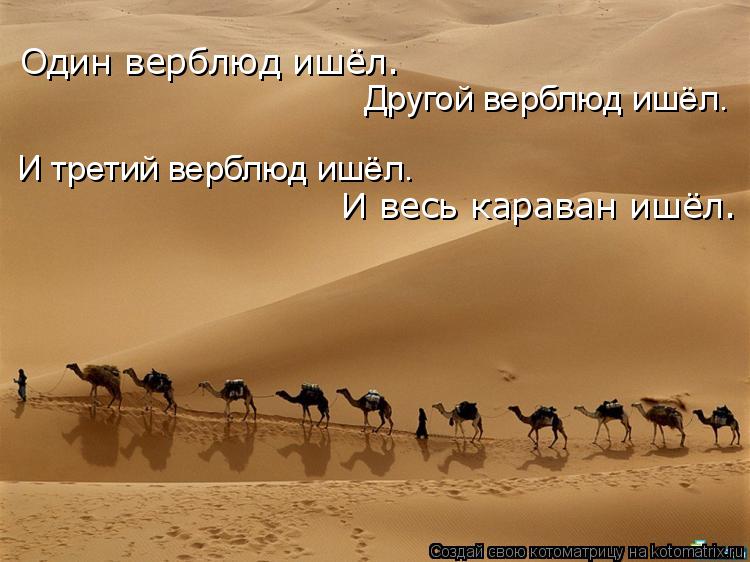 Один верблюд ишёл. Другой верблюд ишёл. И третий верблюд ишёл. И весь караван ишёл.... Котоматрица: Один верблюд ишёл. Другой верблюд ишёл. И третий верблюд ишёл. И весь караван ишёл.