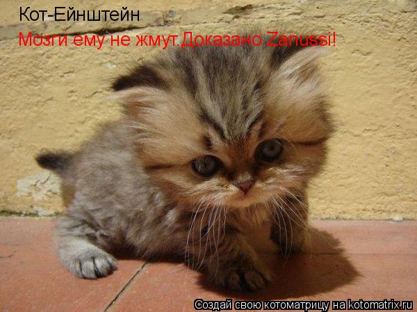 Кот-Ейнштейн Мозги ему не жмут.Доказано Zanussi!... Котоматрица: Кот-Ейнштейн Мозги ему не жмут.Доказано Zanussi!