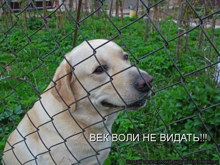 ВЕК ВОЛИ НЕ ВИДАТЬ!!! ВЕК ВОЛИ НЕ ВИДАТЬ!!!... Котоматрица: ВЕК ВОЛИ НЕ ВИДАТЬ!!! ВЕК ВОЛИ НЕ ВИДАТЬ!!!